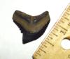 Fossil Tiger Shark Tooth